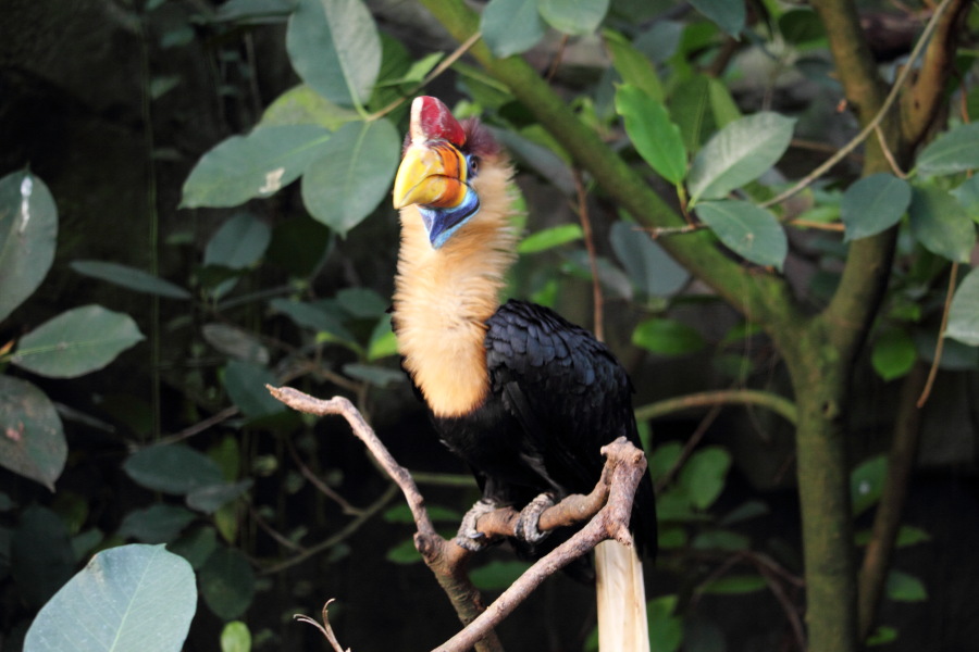 Lokation: Deutschland | Nordrhein-Westfalen | Köln | Riehl Kategorien: Vögel, Zoo, Datum: 17.01.2015