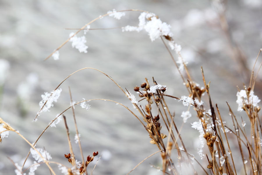 Lokation: Deutschland | Nordrhein-Westfalen | Rösrath | Kalmusweier Kategorien: Winter, Pfützen, Datum: 04.02.2015