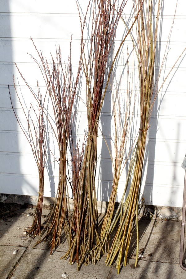 Lokation: Deutschland | Nordrhein-Westfalen | Bergisch Gladbach | Rodemich Kategorien: Baum, Material, Datum: 14.02.2015