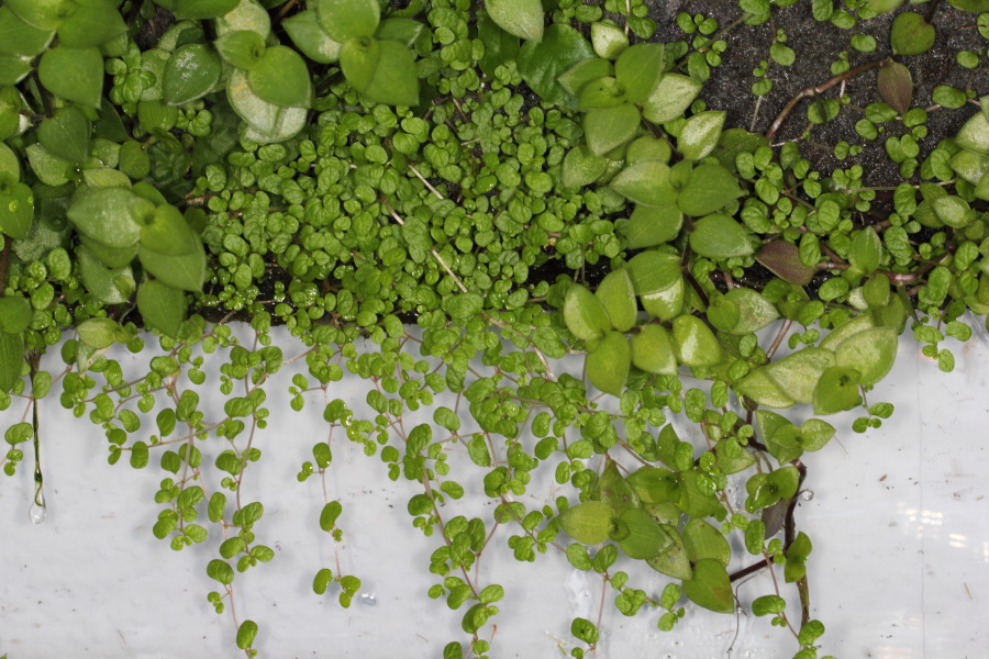 Lokation: Deutschland | Nordrhein-Westfalen | Bergisch Gladbach | Rodemich Kategorien: Pflanzenwand, Datum: 27.02.2015