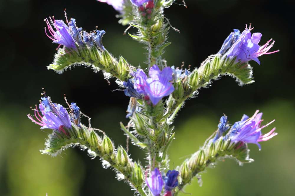 Echium vulgare (Gewöhnlicher Natternkopf), Lokation: Deutschland | Nordrhein-Westfalen | Köln | Dellbrück Kategorien: Blüte, Familie: Boraginaceae (Rauhblattgewächse ), Datum: 14.06.2015