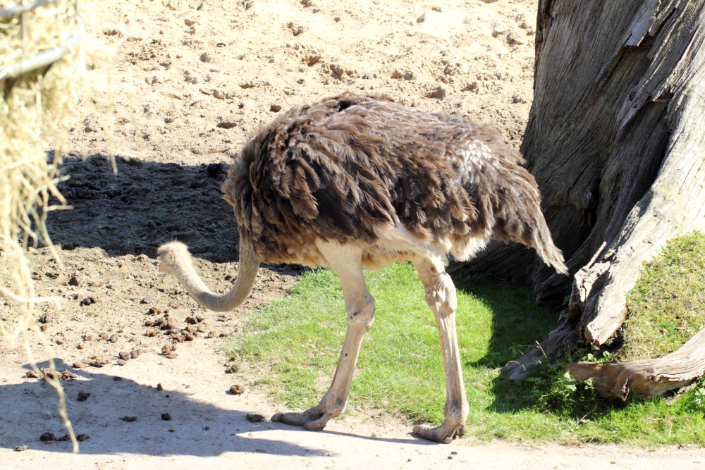 Lokation: Deutschland | Sachsen | Leipzig | Gohlis Kategorien: Zoo, Datum: 01.07.2015