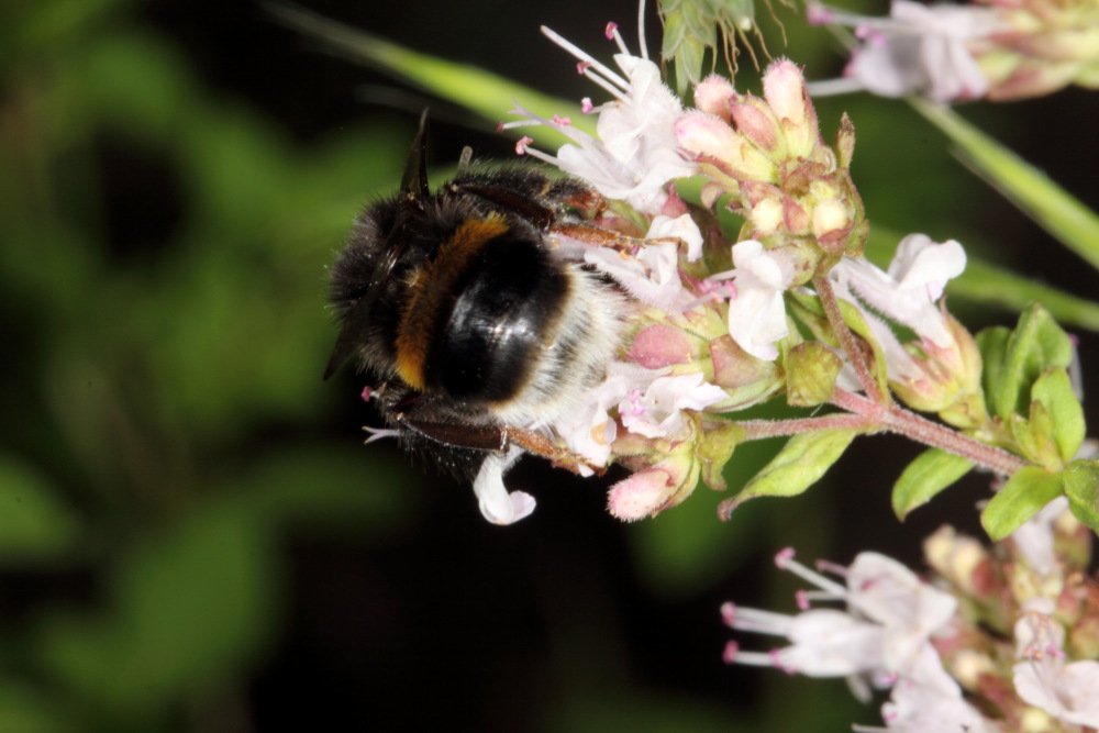 Lokation: Deutschland | Nordrhein-Westfalen | Bergisch Gladbach | Rodemich Kategorien: Bienen, Datum: 05.08.2015