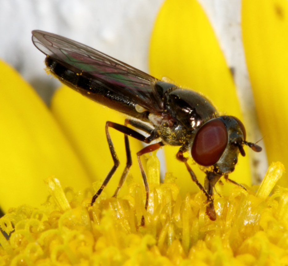 Färberkamille (Anthemis tinctoria), Lokation: Deutschland | Nordrhein-Westfalen | Bergisch Gladbach | Rodemich Kategorien: Fliegen, Familie: Asteraceae (Korbblütler ), Datum: 09.08.2015