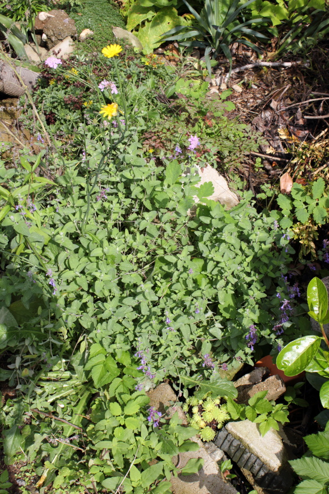 Lokation: Deutschland | Nordrhein-Westfalen | Bergisch Gladbach | Rodemich Kategorien: Naturgarten, Datum: 20.09.2015