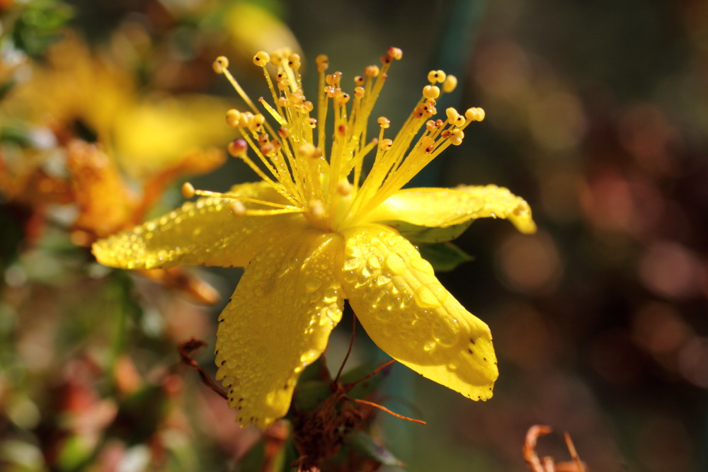 Echtes Johanniskraut (Hypericum perforatum), Lokation: Deutschland | Nordrhein-Westfalen | Bergisch Gladbach | Rodemich Kategorien: Blüte, Naturgarten, Familie: Hypericaceae (Johanniskrautgewächse ), Datum: 27.09.2015