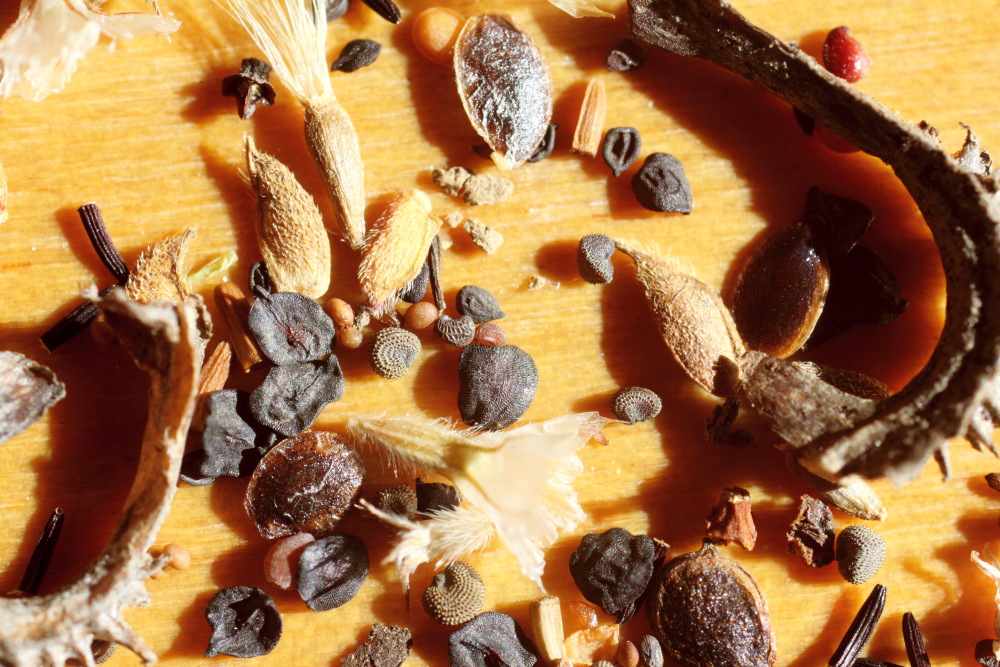 Lokation: Deutschland | Nordrhein-Westfalen | Bergisch Gladbach | Rodemich Kategorien: Samen, Datum: 03.10.2015