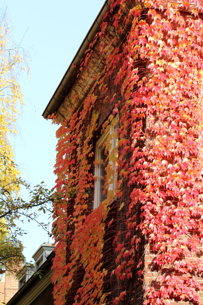 Kategorien: Herbst, Datum: 23.10.2015