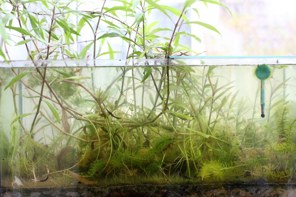 Lokation: Deutschland | Nordrhein-Westfalen | Bergisch Gladbach | Rodemich Kategorien: Aquarien, Datum: 14.11.2015
