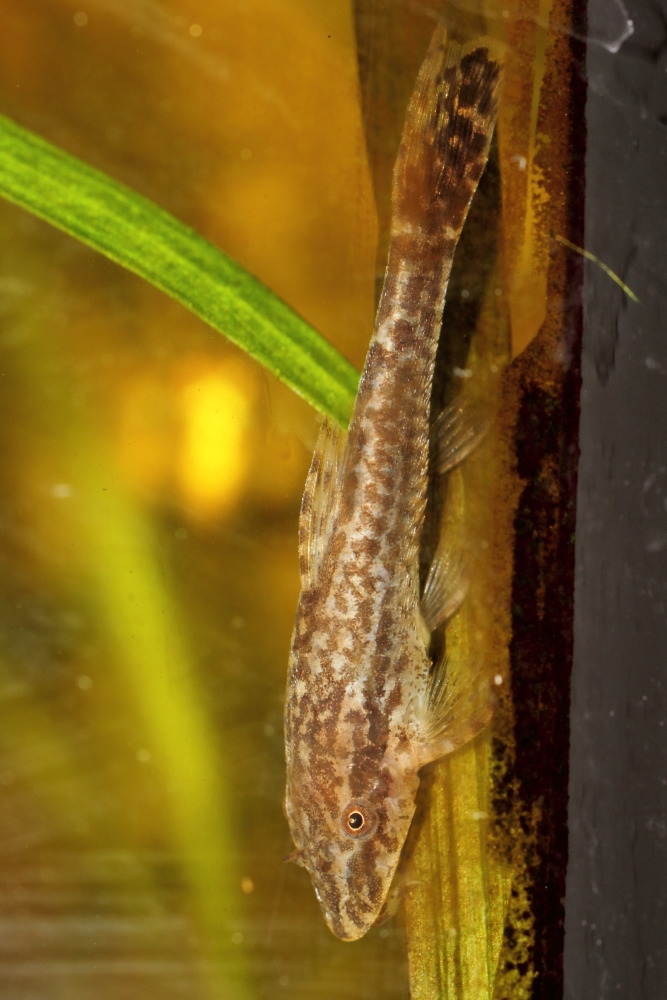 Lokation: Deutschland | Nordrhein-Westfalen | Bergisch Gladbach | Rodemich Kategorien: Fische, Datum: 14.11.2015