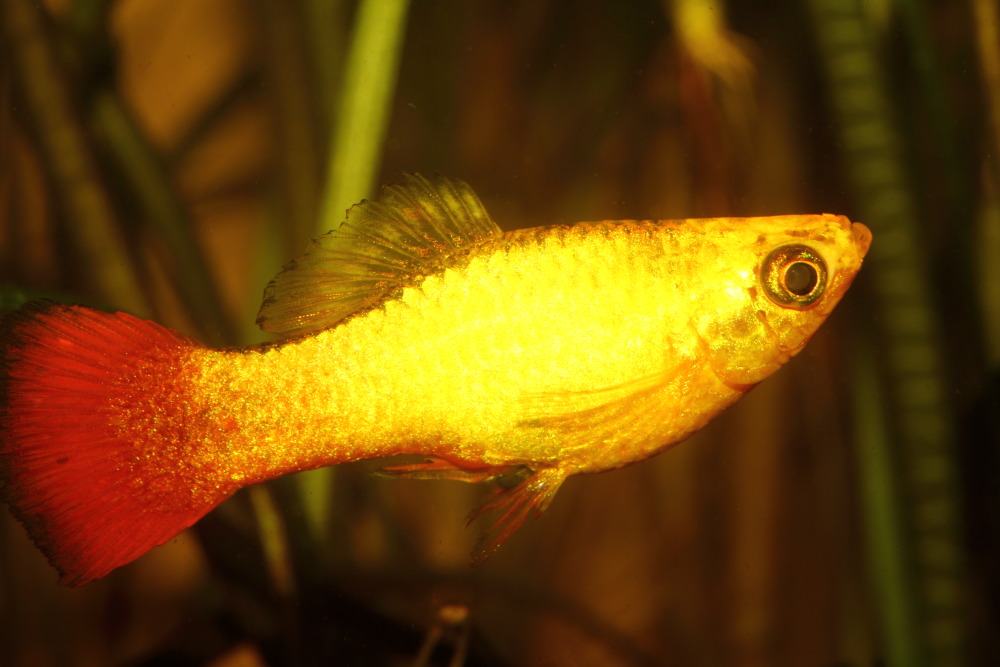 Lokation: Deutschland | Nordrhein-Westfalen | Bergisch Gladbach | Rodemich Kategorien: Fische, Datum: 14.11.2015