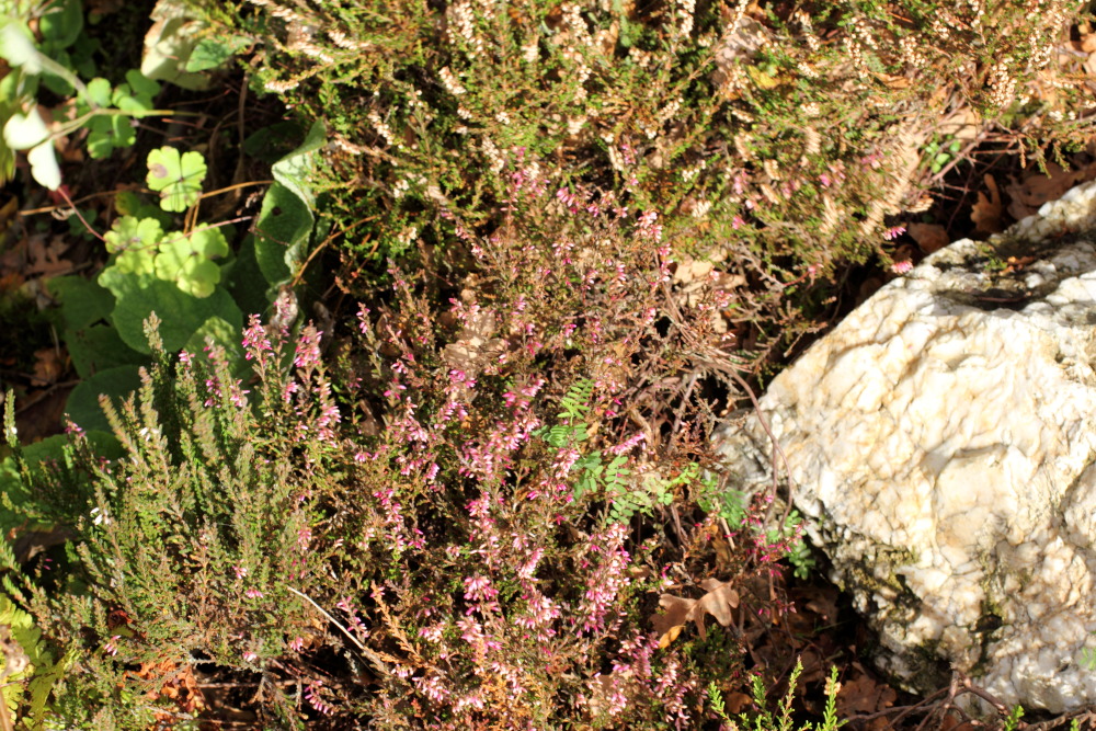 Lokation: Deutschland | Nordrhein-Westfalen | Hürtgenwald | Germeter Kategorien: Naturgarten, Datum: 15.11.2015