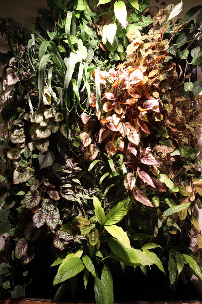 Lokation: Deutschland | Nordrhein-Westfalen | Bergisch Gladbach | Rodemich Kategorien: Pflanzenwand, Datum: 18.01.2016