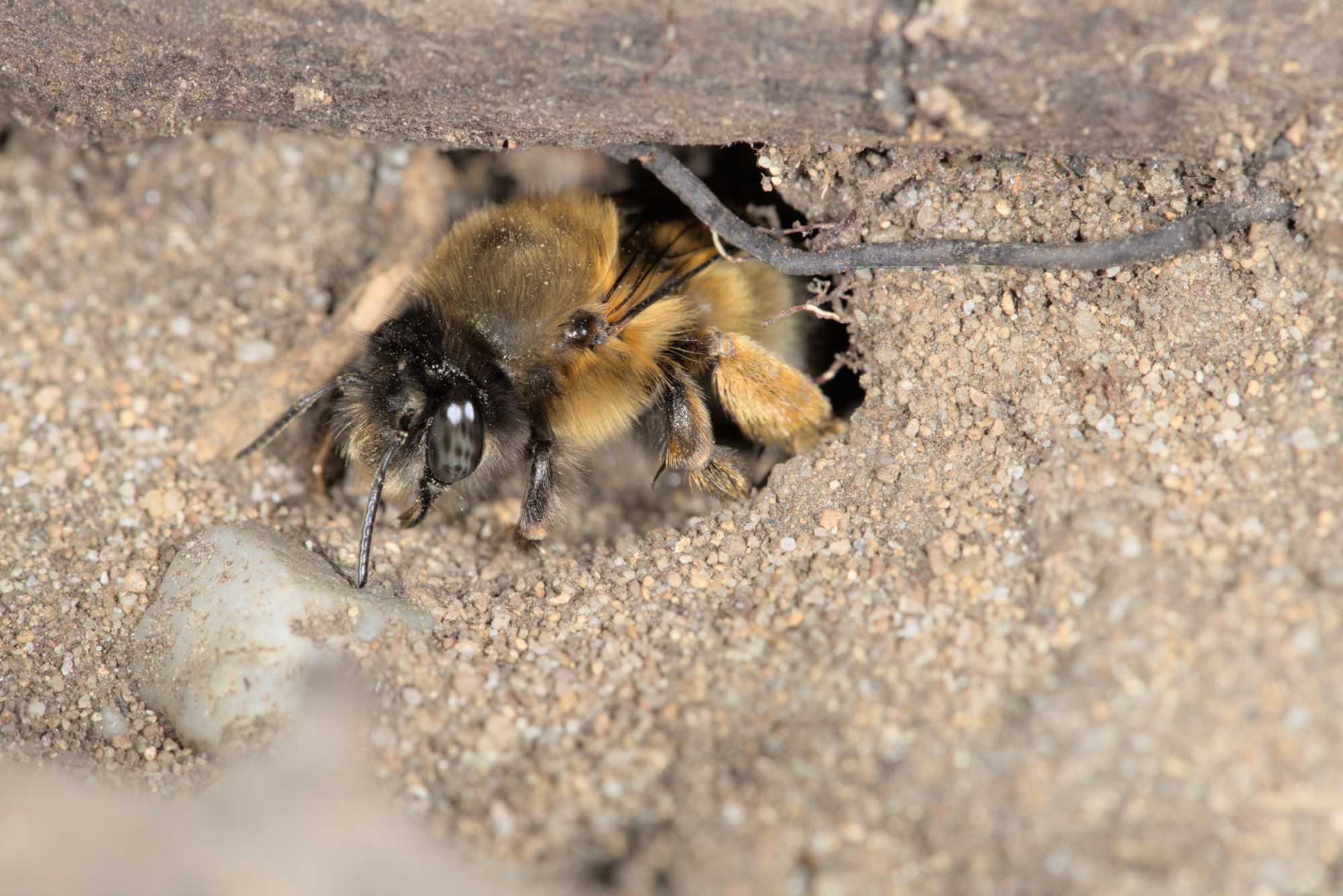 Lokation: Deutschland | Nordrhein-Westfalen | Rheinisch-Bergischer Kreis | Bergisch Gladbach Kategorien: Bienen, Datum: 09.04.2016