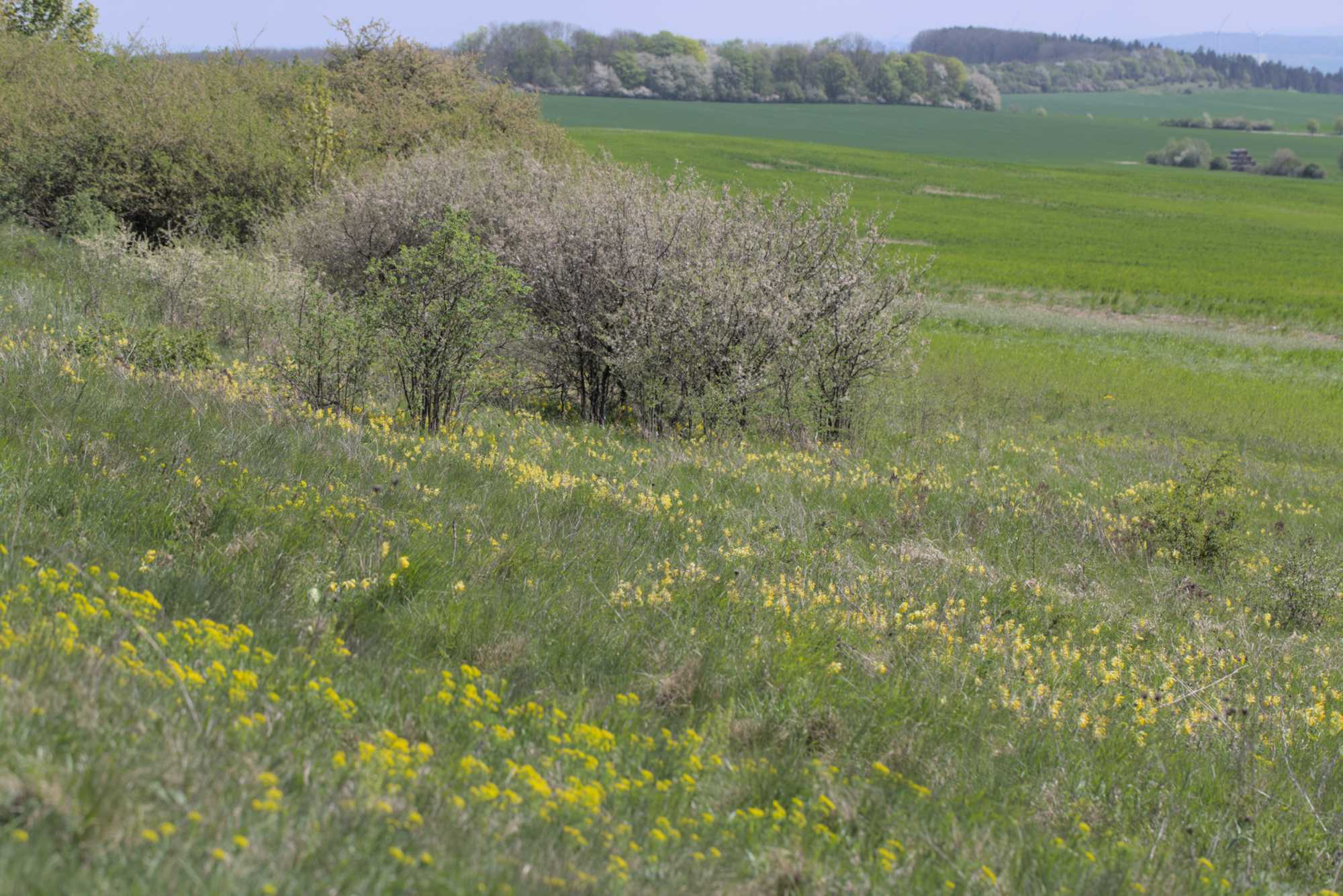 Lokation: Deutschland | Thüringen | Wartburgkreis | Hörselberg-Hainich Kategorien: Vegetation, Datum: 09.05.2016