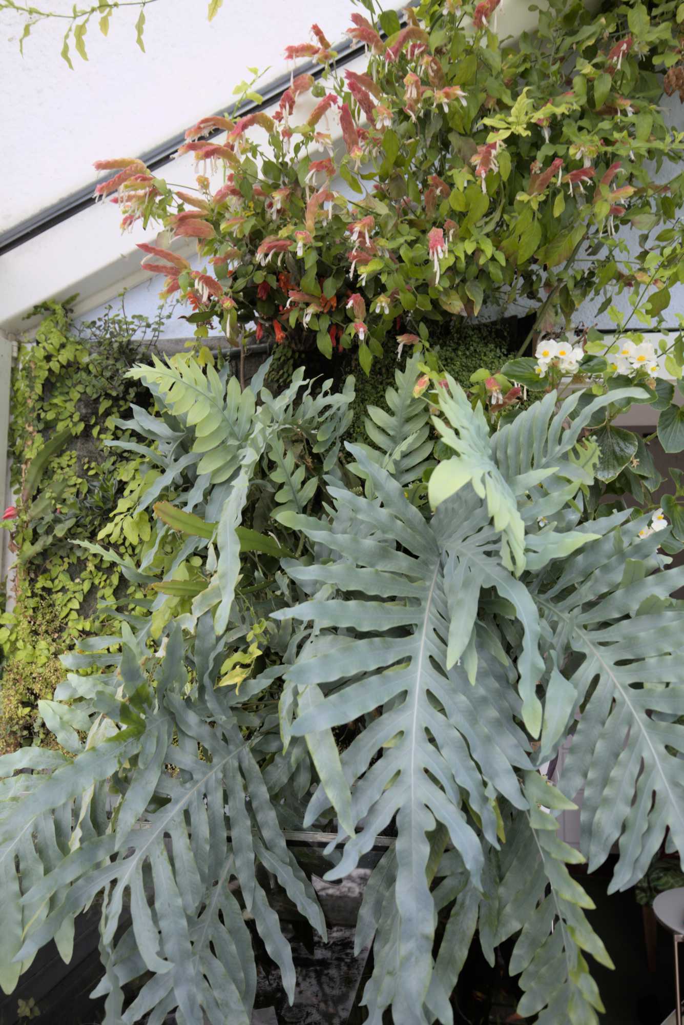 Lokation: Deutschland | Nordrhein-Westfalen | Rheinisch-Bergischer Kreis | Bergisch Gladbach Kategorien: Pflanzenwand, Datum: 15.05.2016