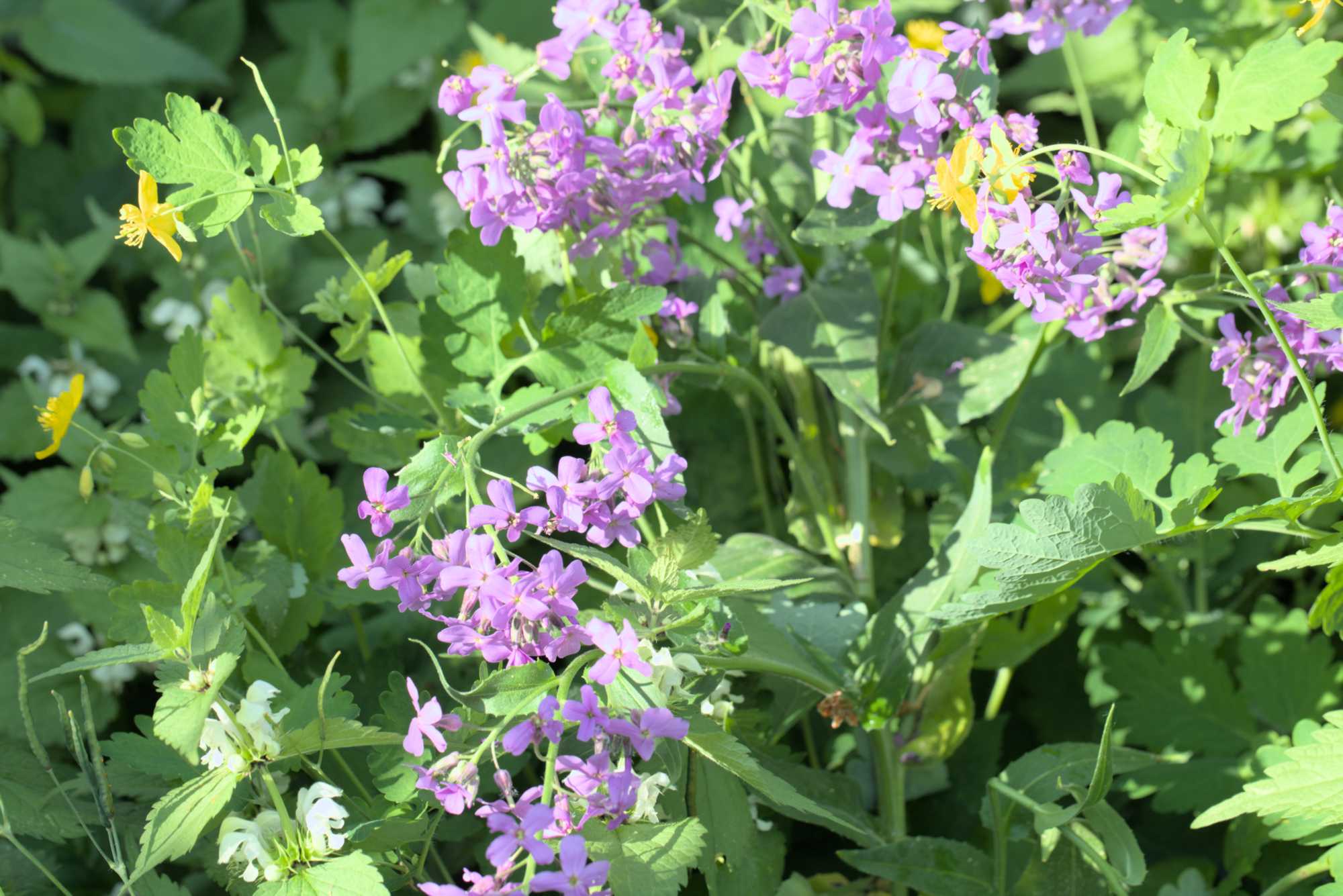 Lokation: Deutschland | Nordrhein-Westfalen | Rheinisch-Bergischer Kreis | Bergisch Gladbach Kategorien: Naturgarten, Datum: 27.05.2016