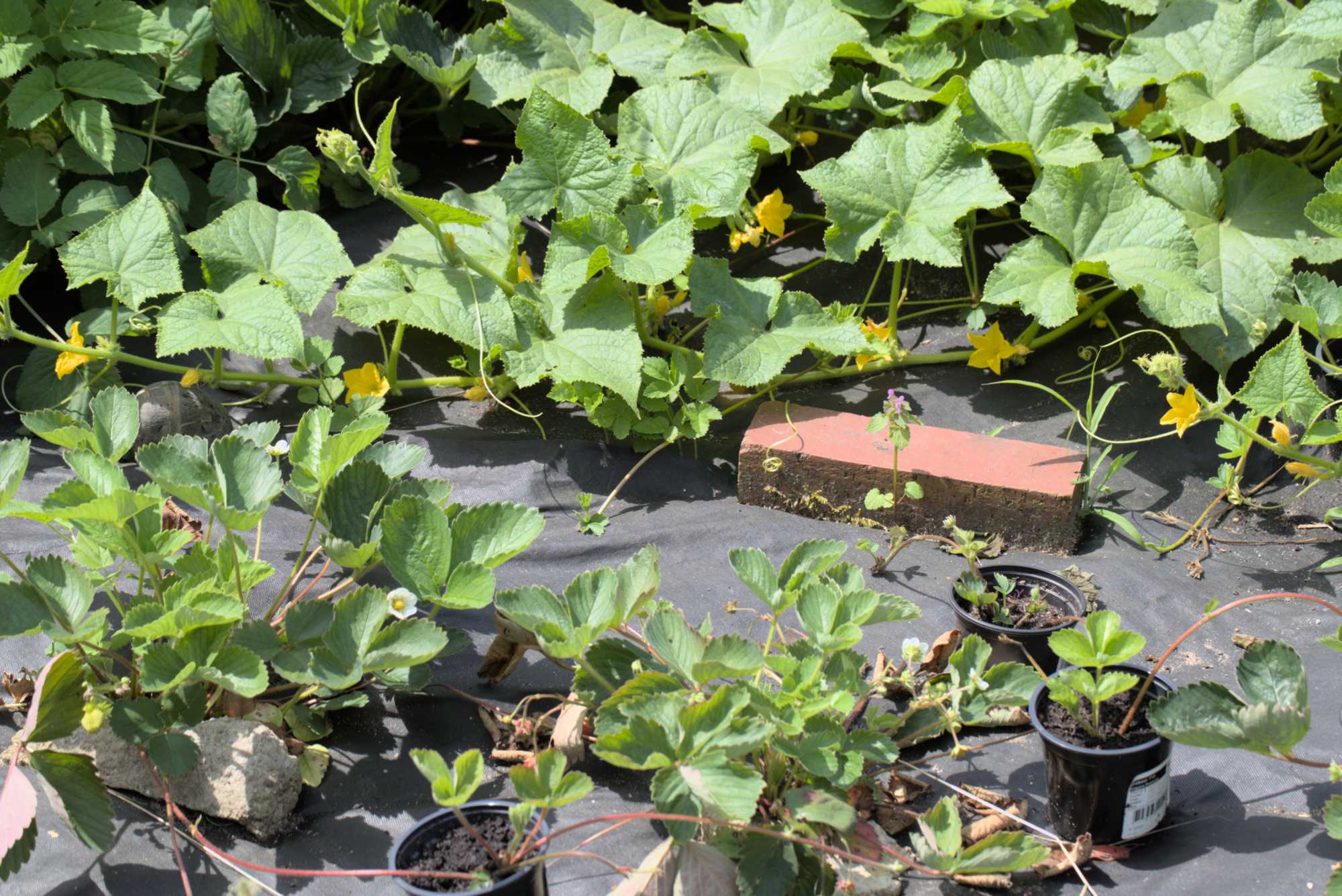 Lokation: Deutschland | Nordrhein-Westfalen | Rheinisch-Bergischer Kreis | Bergisch Gladbach Kategorien: Nutzgarten, Datum: 09.07.2016