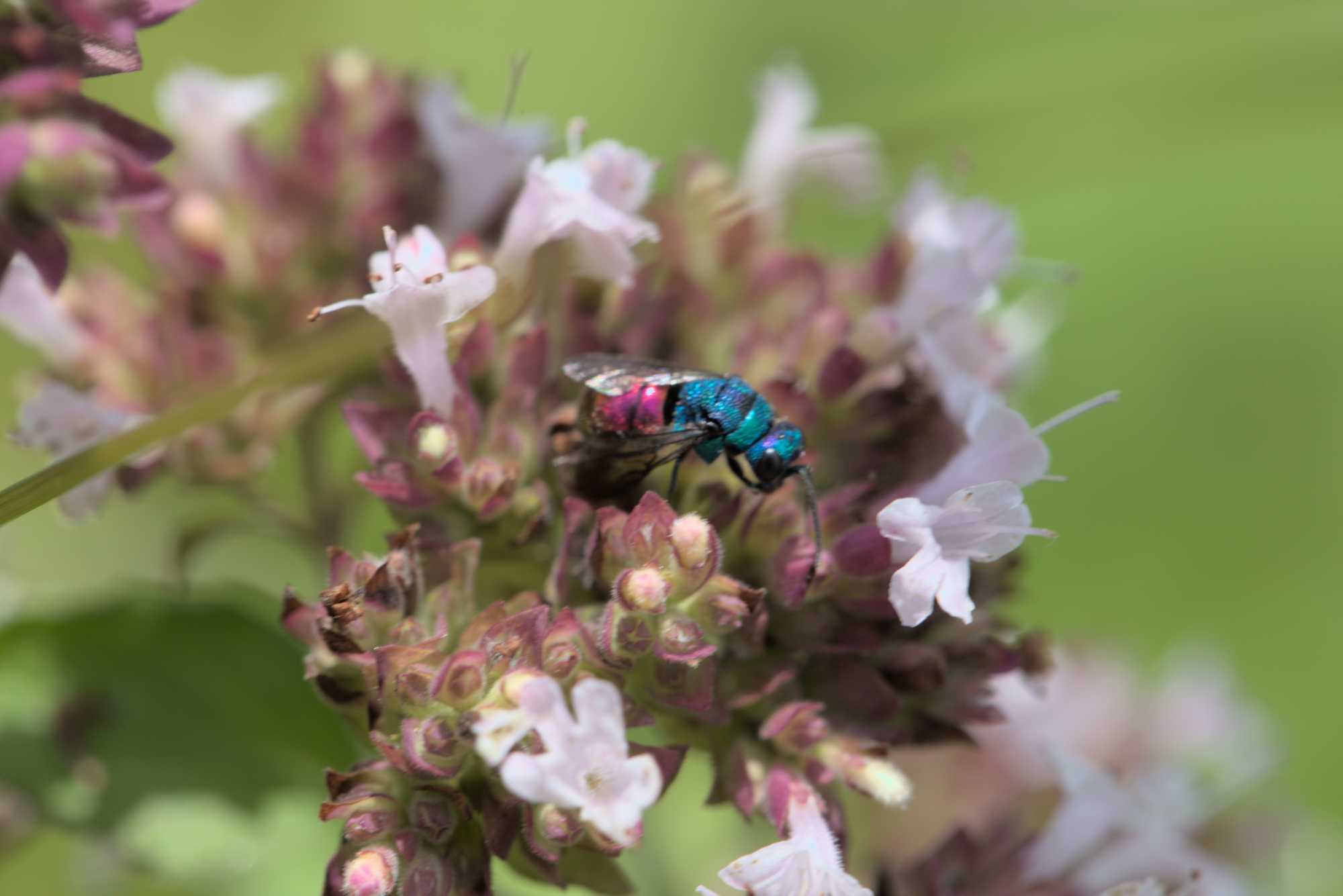 Lokation: Deutschland | Nordrhein-Westfalen | Rheinisch-Bergischer Kreis | Bergisch Gladbach Kategorien: Bienen, Datum: 09.07.2016