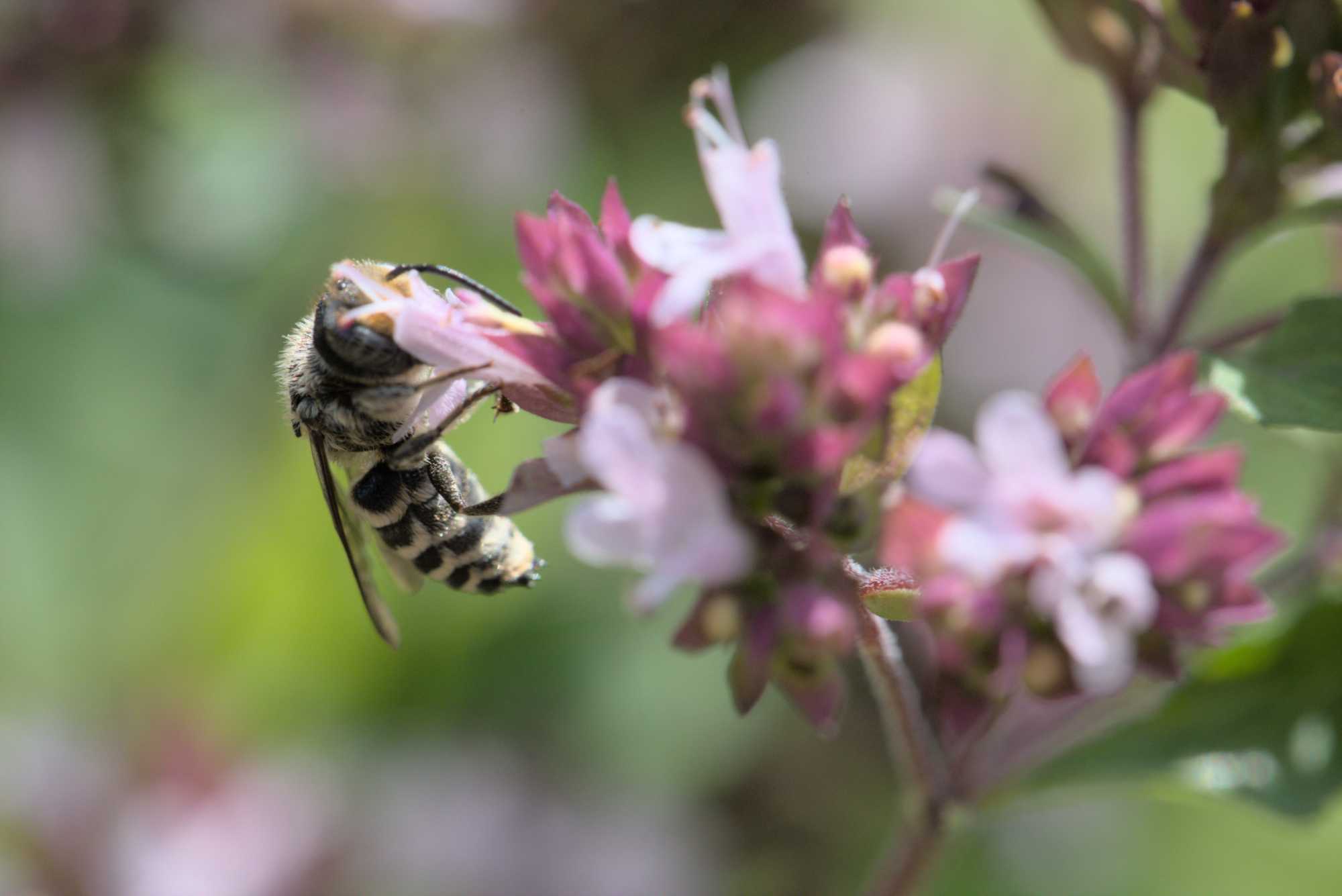 Lokation: Deutschland | Nordrhein-Westfalen | Rheinisch-Bergischer Kreis | Bergisch Gladbach Kategorien: Bienen, Datum: 09.07.2016