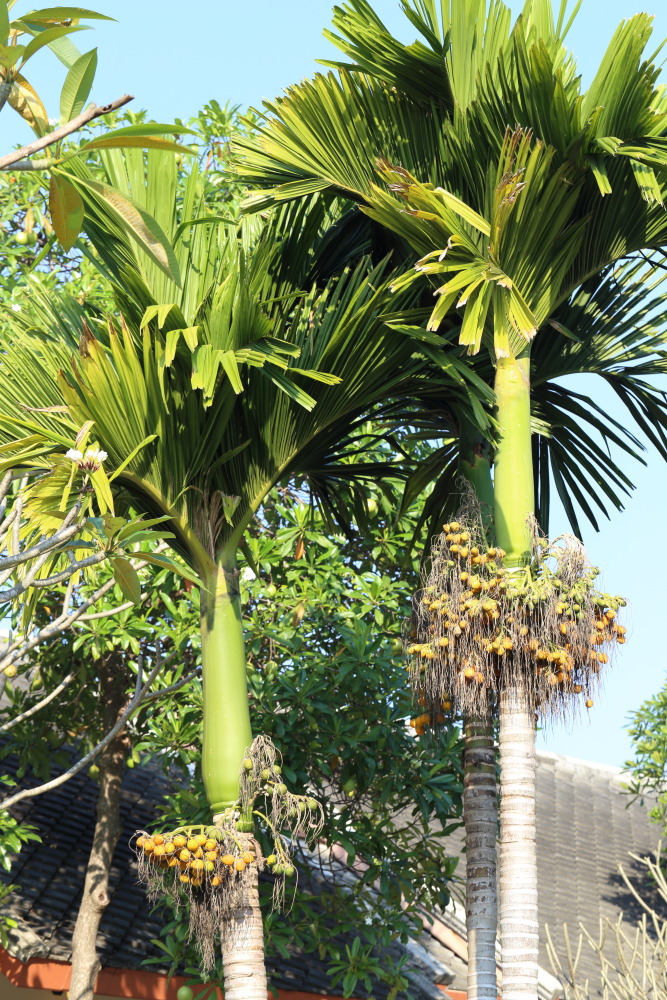 Lokation: Thailand | Nakhon Ratchasima | Pak Chong | Ban Khlong Chai Kategorien: Garten, Datum: 01.02.2016