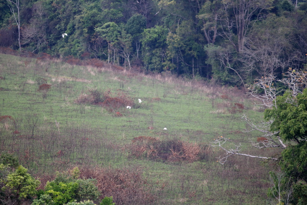 Lokation: Thailand | Nakhon Ratchasima | Ban Phak Pa Mai Kategorien: Vögel, Datum: 01.02.2016
