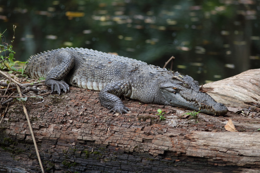 Lokation: Thailand | Nakhon Ratchasima | Ban Phak Pa Mai Kategorien: Reptilien, Datum: 02.02.2016