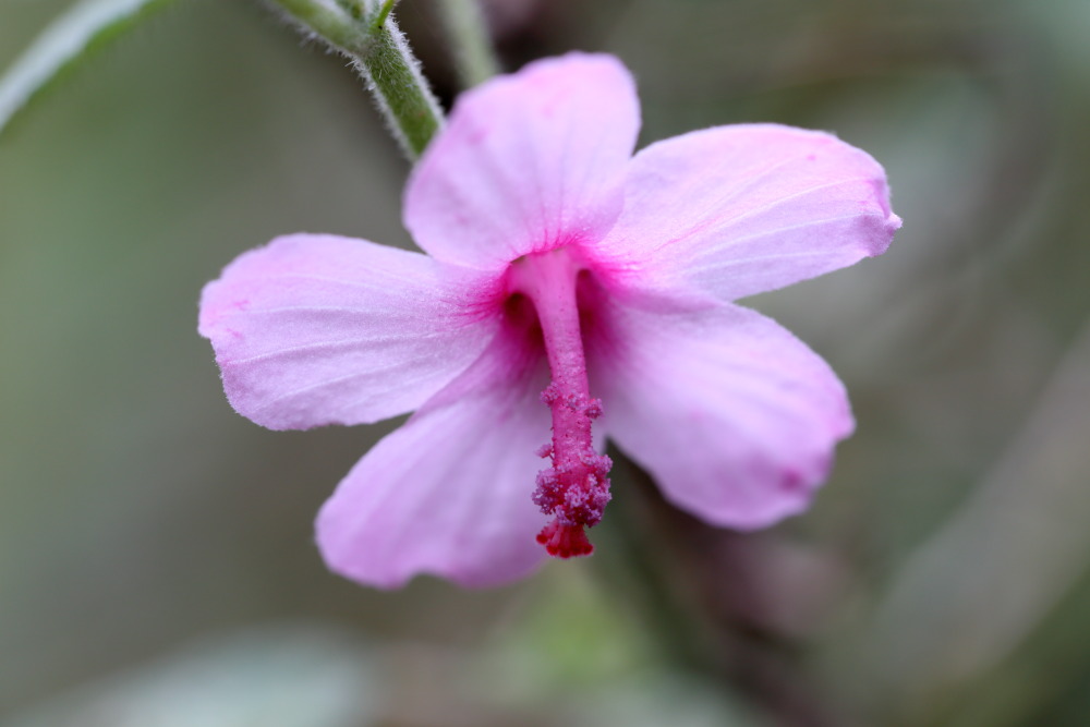 Lokation: Thailand | Nakhon Ratchasima | Ban Phak Pa Mai Kategorien: Blüte, Datum: 02.02.2016