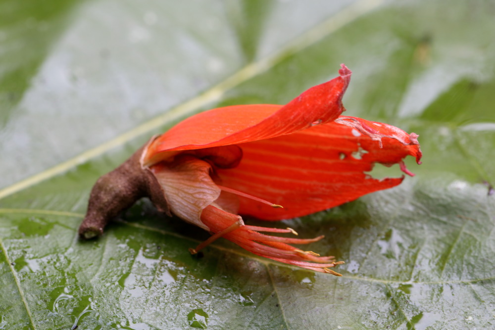 Lokation: Thailand | Nakhon Ratchasima | Ban Phak Pa Mai Kategorien: Blüte, Datum: 02.02.2016