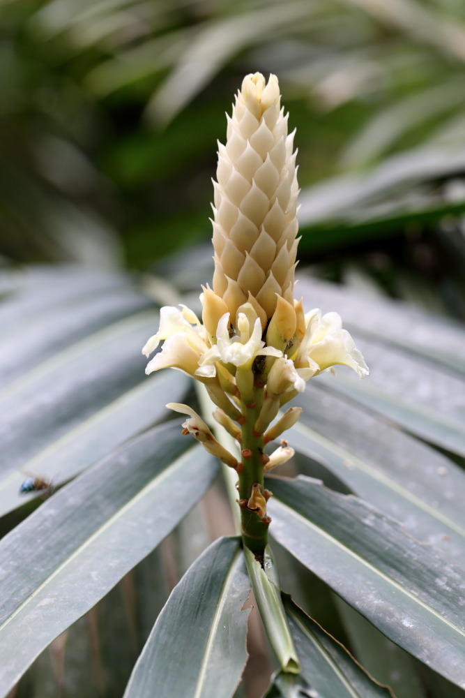 Lokation: Thailand | Nakhon Ratchasima | Ban Phak Pa Mai Kategorien: Blüte, Datum: 02.02.2016