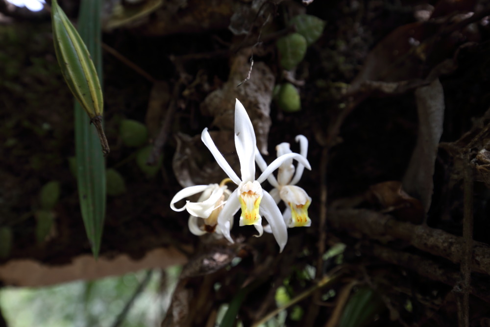 Lokation: Thailand | Nakhon Ratchasima | Ban Phak Pa Mai Kategorien: Blüte, Datum: 02.02.2016