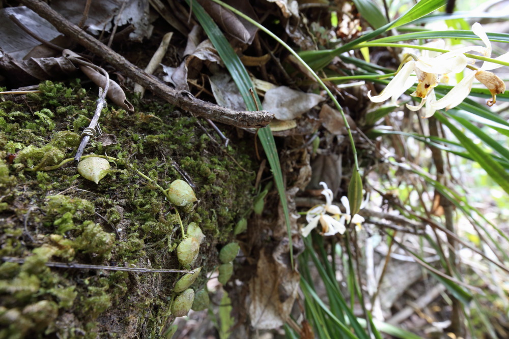 Lokation: Thailand | Nakhon Ratchasima | Ban Phak Pa Mai Kategorien: Habitus, Datum: 02.02.2016