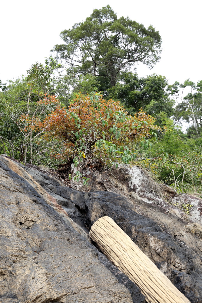Lokation: Thailand | Nakhon Ratchasima | Ban Phak Pa Mai Kategorien: Felsen, Datum: 02.02.2016