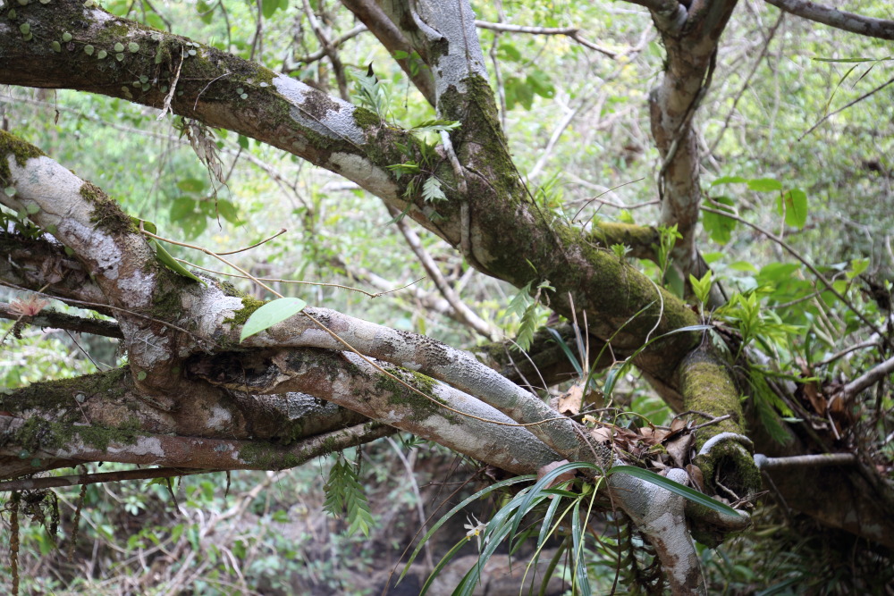 Lokation: Thailand | Nakhon Ratchasima | Ban Phak Pa Mai Kategorien: Habitus, Datum: 02.02.2016