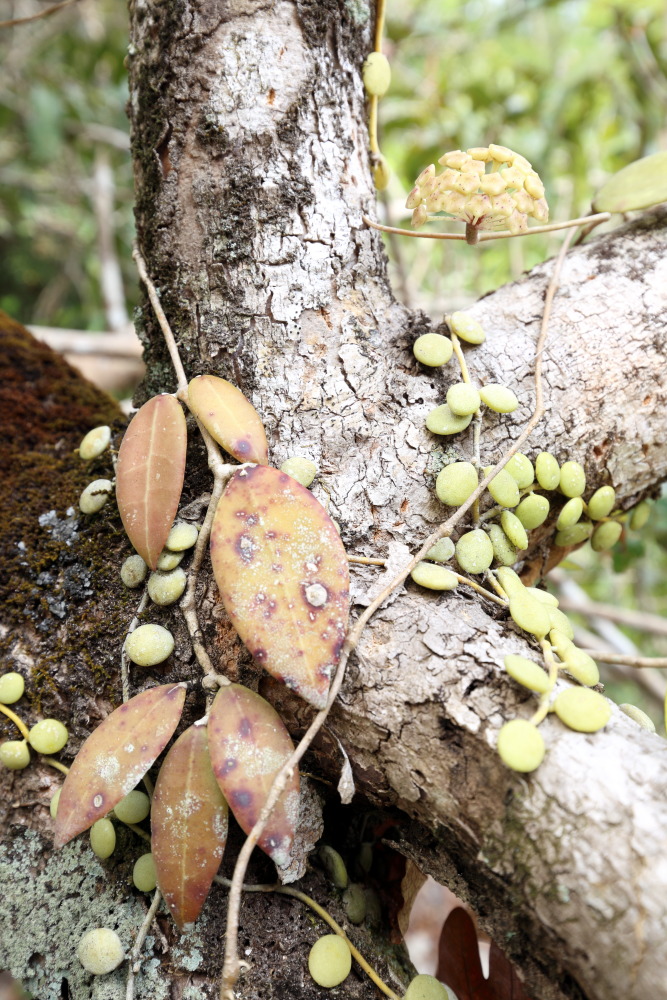 Lokation: Thailand | Nakhon Ratchasima | Ban Phak Pa Mai Kategorien: Habitus, Datum: 02.02.2016