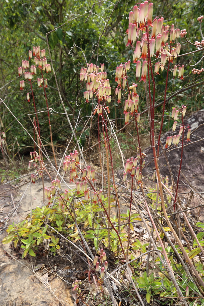 Lokation: Thailand | Nakhon Ratchasima | Ban Phak Pa Mai Kategorien: Habitus, Datum: 02.02.2016