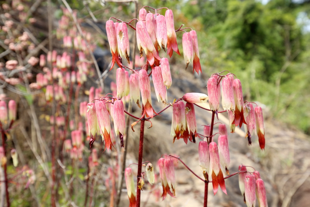Lokation: Thailand | Nakhon Ratchasima | Ban Phak Pa Mai Kategorien: Blüte, Datum: 02.02.2016