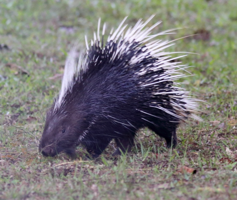 Hystrix brachyura (Stachelschwein), Lokation: Thailand | Nakhon Ratchasima | Ban Phak Pa Mai Kategorien: Säugetiere, Familie: Hystricidae (Altweltliche Stachelschweine), Datum: 02.02.2016