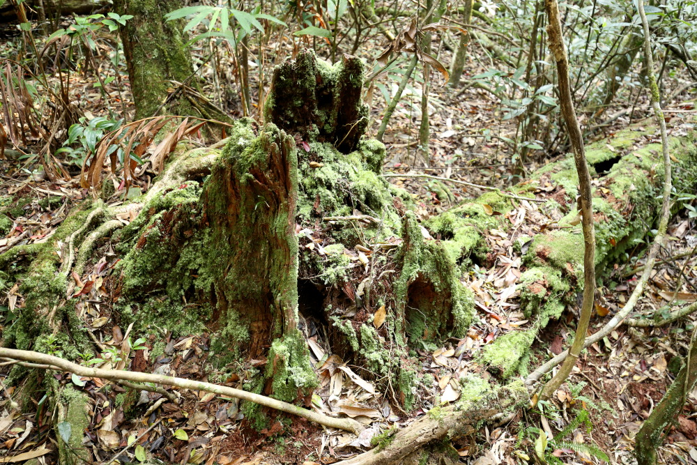 Lokation: Thailand | Nakhon Ratchasima | Ban Phak Pa Mai Kategorien: Moose, Datum: 03.02.2016