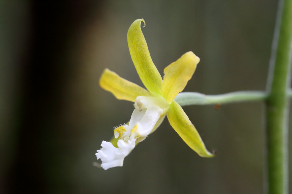 Lokation: Thailand | Nakhon Ratchasima | Ban Phak Pa Mai Kategorien: Blüte, Datum: 03.02.2016