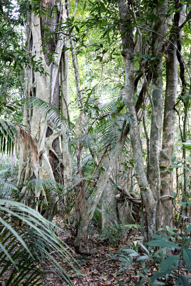 Lokation: Thailand | Nakhon Ratchasima | Ban Phak Pa Mai Kategorien: Baum, Datum: 03.02.2016