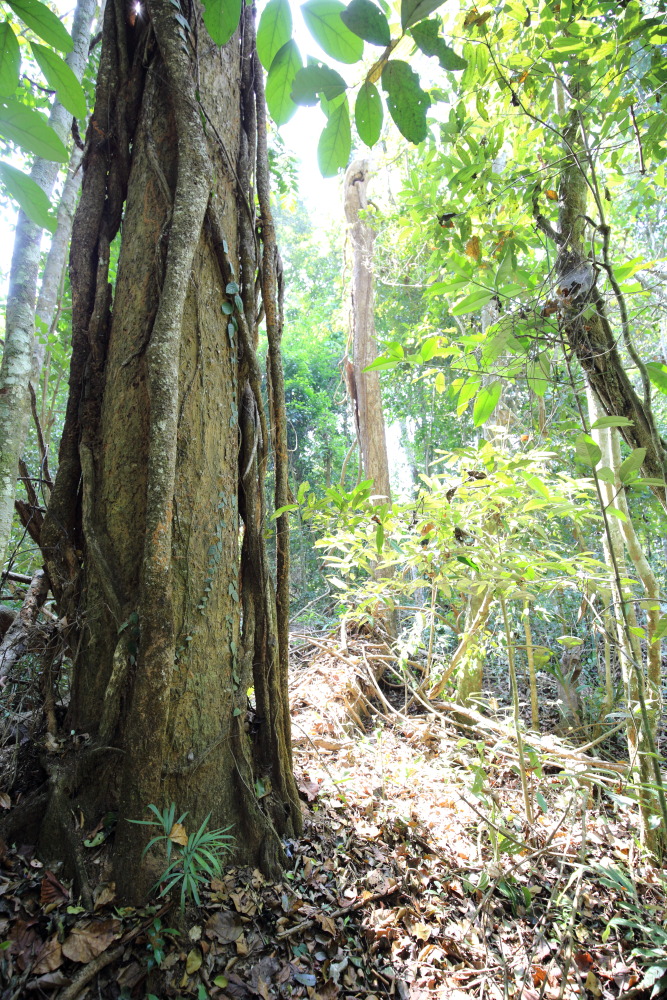 Lokation: Thailand | Nakhon Ratchasima | Ban Phak Pa Mai Kategorien: Baum, Datum: 03.02.2016