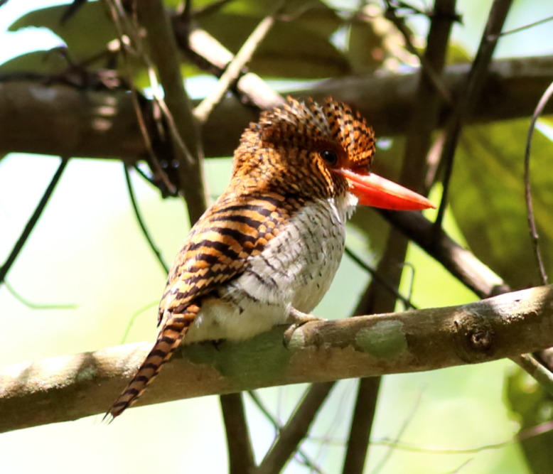 Lokation: Thailand | Nakhon Ratchasima | Ban Phak Pa Mai Kategorien: Vögel, Datum: 03.02.2016