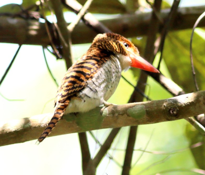 Lokation: Thailand | Nakhon Ratchasima | Ban Phak Pa Mai Kategorien: Vögel, Datum: 03.02.2016