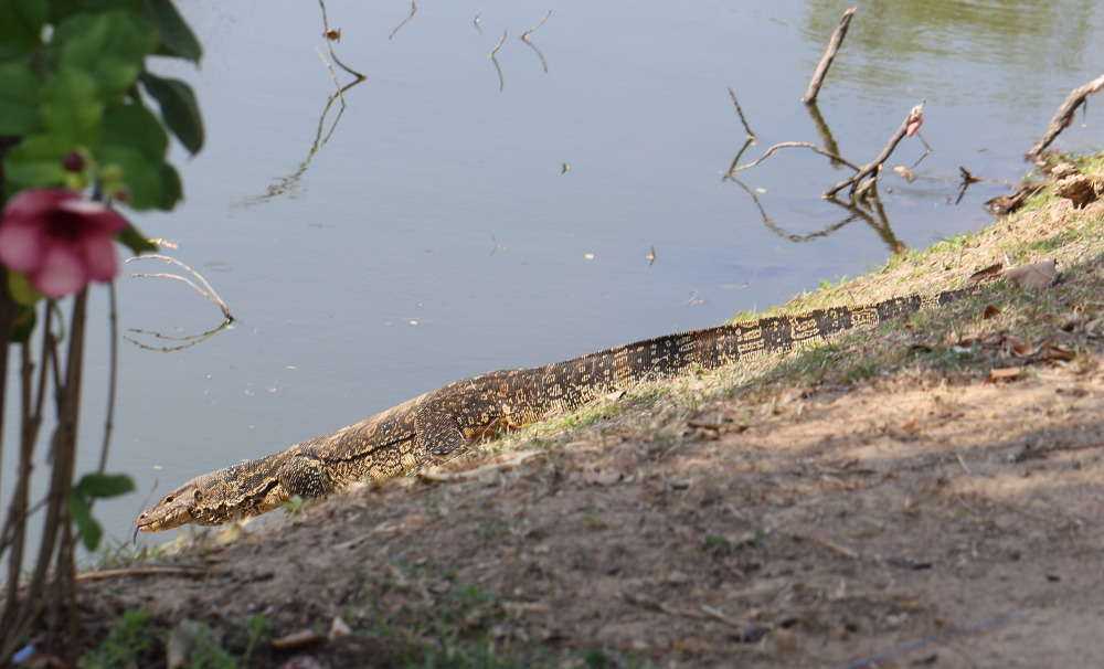 Lokation: Thailand | Phranakhon Si Ayutthaya | Pharnakhon Si Ayutthaya | Ayutthaya Kategorien: Reptilien, Datum: 05.02.2016