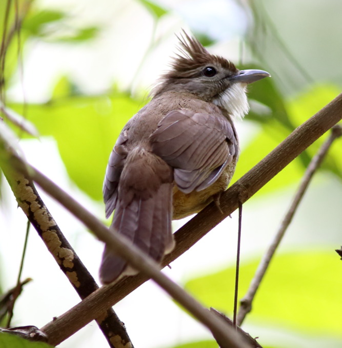 Lokation: Thailand | Phetchaburi | Ban Krang Kategorien: Vögel, Datum: 09.02.2016