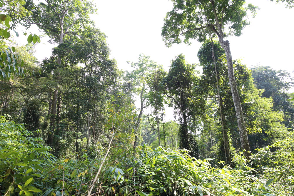 Lokation: Thailand | Phetchaburi | Ban Krang Kategorien: Wald, Datum: 09.02.2016