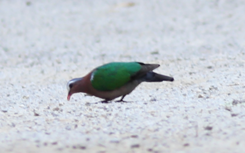 Lokation: Thailand | Phetchaburi | Ban Krang Kategorien: Vögel, Datum: 09.02.2016