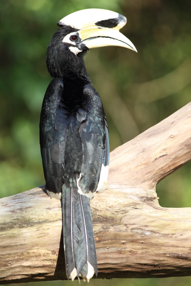 Anthracoceros albirostris (Orientalischer Hornvogel), Lokation: Thailand | Phetchaburi | Ban Krang Kategorien: Vögel, Familie: Bucerotidae (Hornvögel), Datum: 10.02.2016