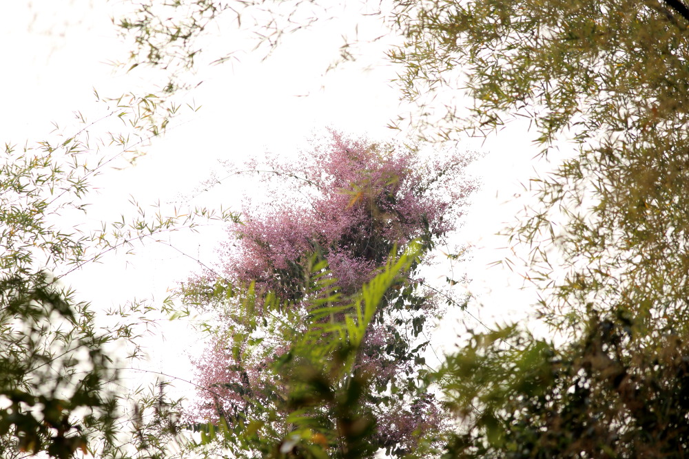 Congea tomentosa, Lokation: Thailand | Uthai Thani | Ban Khao Khiao Kategorien: Habitus, Familie: Lamiaceae (Lippenblütler ), Datum: 11.02.2016